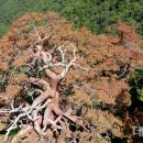 소나무숲 이미지