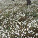 임고체육공원(=산내체육공원) | 정읍가볼만한곳 전북 정읍 구절초 축제