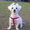 도그살롱바른핏 이미지