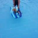 골드독 펜션 이미지