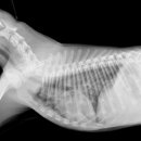 남창미르동물병원 이미지