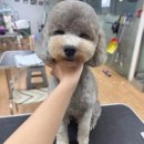 뽀송그루밍 | [경기] 성남 애견미용실 단대오거리 금광동 강아지미용 목욕 잘하는곳 가위컷 , 뽀송그루밍