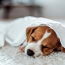 이산동물의료센터 이미지