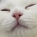 야옹아멍멍해봐 속초점 이미지