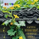 오픈 지연중 /중복 담 처서 이미지