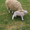 은모래목장 | 남해 양떼목장 어디가 좋아? 양마르뜨언덕vs양모리학교 비교 입장료 예약 애견동반 여부