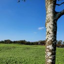 와흘메밀마을 이미지