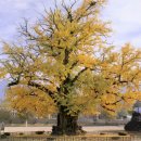 은행나무3길 이미지