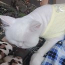 사과나무 동물병원 이미지