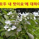 문디숨(Sum) 네이버블로그