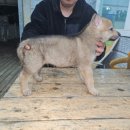 아이앤독 이미지