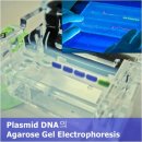 플라스미드(PLASMID)