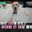 강아지나라 이미지