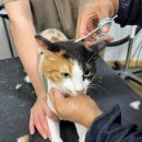 멍이의 품격 이미지