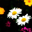 탑동농장 이미지