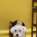 귀요미제작소 네이버블로그