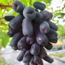 사파이어 이미지