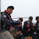 도화갈매기 이미지