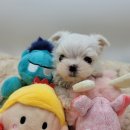 야옹아 멍멍해봐 아산점 이미지