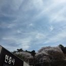 그늘막48 | 충남 아산 현충사 벚꽃 개화 명소 봄나들이 코스 추천