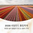 네덜란드풍차농촌체험휴양마을 | 네덜란드 튤립축제 미리 보기, 2026 개화 정보 포함