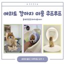 우프루프 | 여의도 포메라니안 물개컷 반려동물 미용실 우프루프 내돈내산 후기