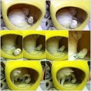 앵무새동물원 이미지