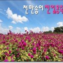 천일홍축제 이미지