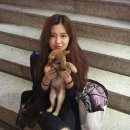 강아지언니 이미지