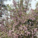 풀꽃세상채식뷔페 이미지