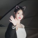 분홍고양이 이미지