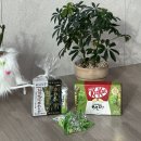 야&생 | 시즈오카 와사비 기념품 여기서 사세요! 타마루야 본점 후기