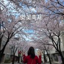 솔올 | 2026 강릉 벚꽃축제 실시간 다녀온 후기 ② - 솔올블라썸/남산벚꽃축제 (다양한 체험존부터 포토존까지 )