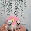 개이쁘개 이미지