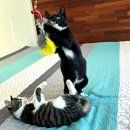 리브레브 이미지