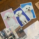 파리바게뜨(수영구청점) | [광안리] 위켄드스튜디오｜강아지 증명사진·반려견 프로필 촬영 전문 후기