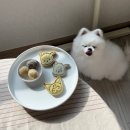 몽땅멍냥 이미지