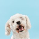 도그플래닛 이미지