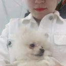 맨앤독 애견카페 네이버블로그