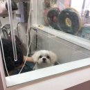 신원동물메디컬센터 이미지