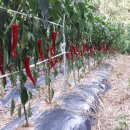 성자골2 이미지