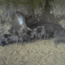 제주똥돼지 이미지