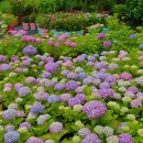 제주블랑 이미지