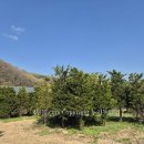 소나무정원 이미지