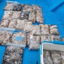 방포항 | 안면도 방포항 다잡어호 주꾸미 후기 (20250914)