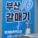 총각갈매기 이미지