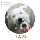 멍스월드 | 정성 가득한 강아지 수제간식 《멍스월드》
