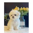 도그마루 강아지고양이 의정부노원점 이미지