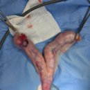 선부중앙동물의료센터 이미지