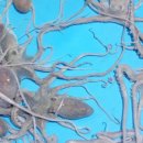 땅끝뻘낙지 이미지